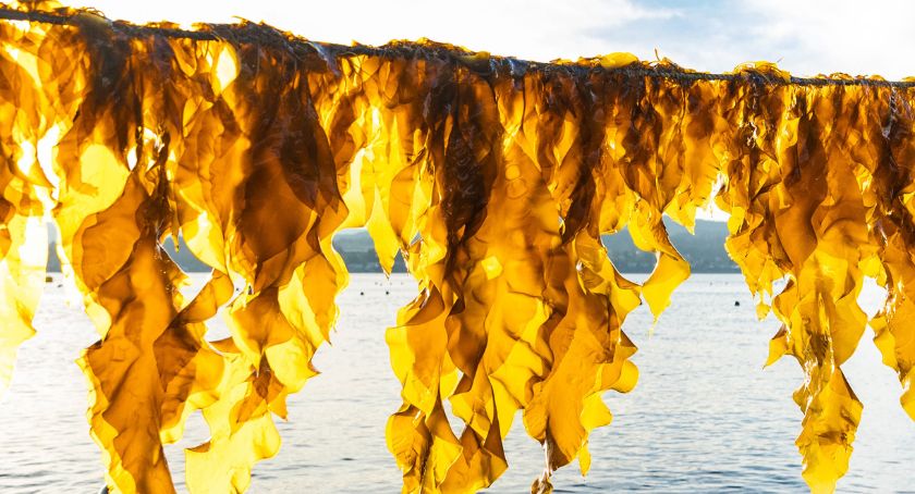 Oceanium Launches Seaweed-Based Prebiotic